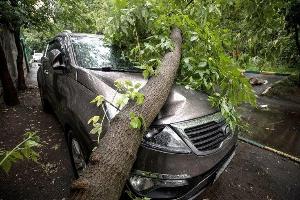 Услуги юриста при падении дерева на автомобиль в Казани Город Казань
